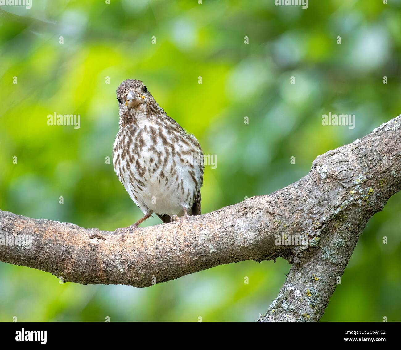 Femelle de pourpre ( purpureus haemorhous ) Banque D'Images