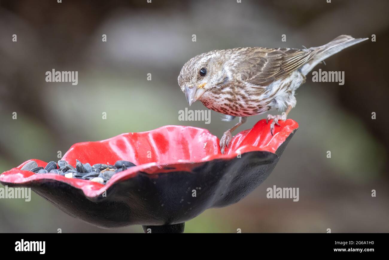 Femelle de pourpre ( purpureus haemorhous ) Banque D'Images