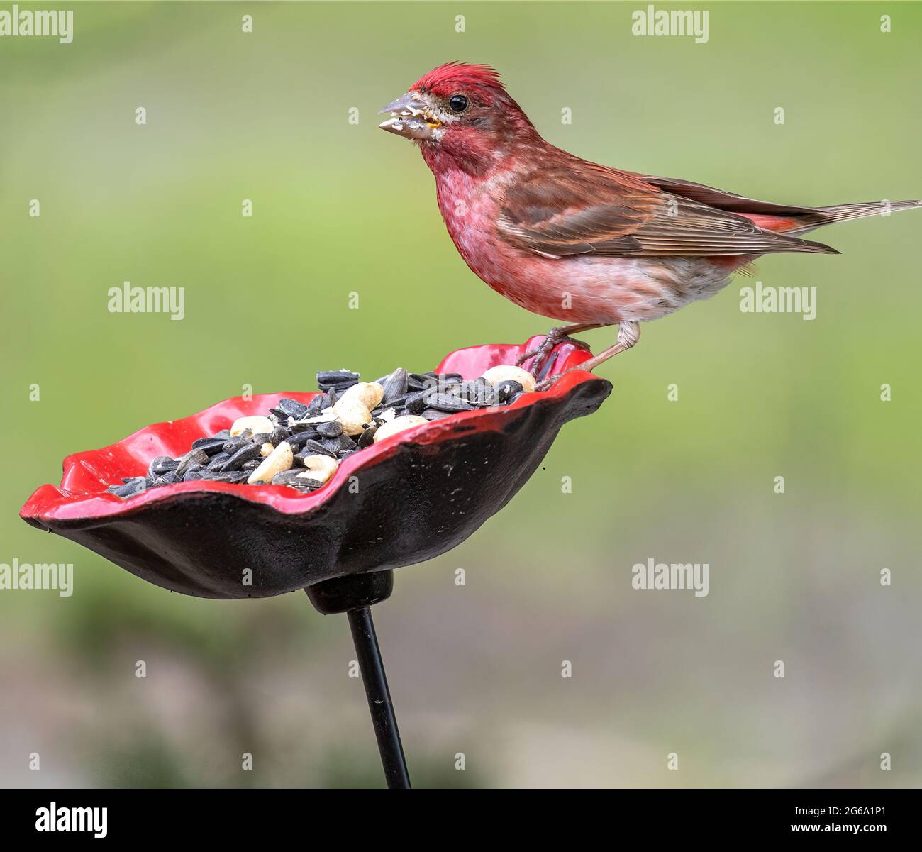 Mâle de la finette pourpre sur le mangeoire ( purpureus haemorhous ) Eating Sunflower Seeds Banque D'Images