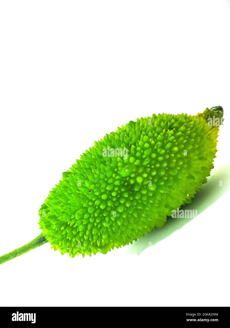 Goure épineuse ou goure de la colonne également connue sous le nom de poire au balsma, carolaho épineux isolé sur fond blanc. Banque D'Images