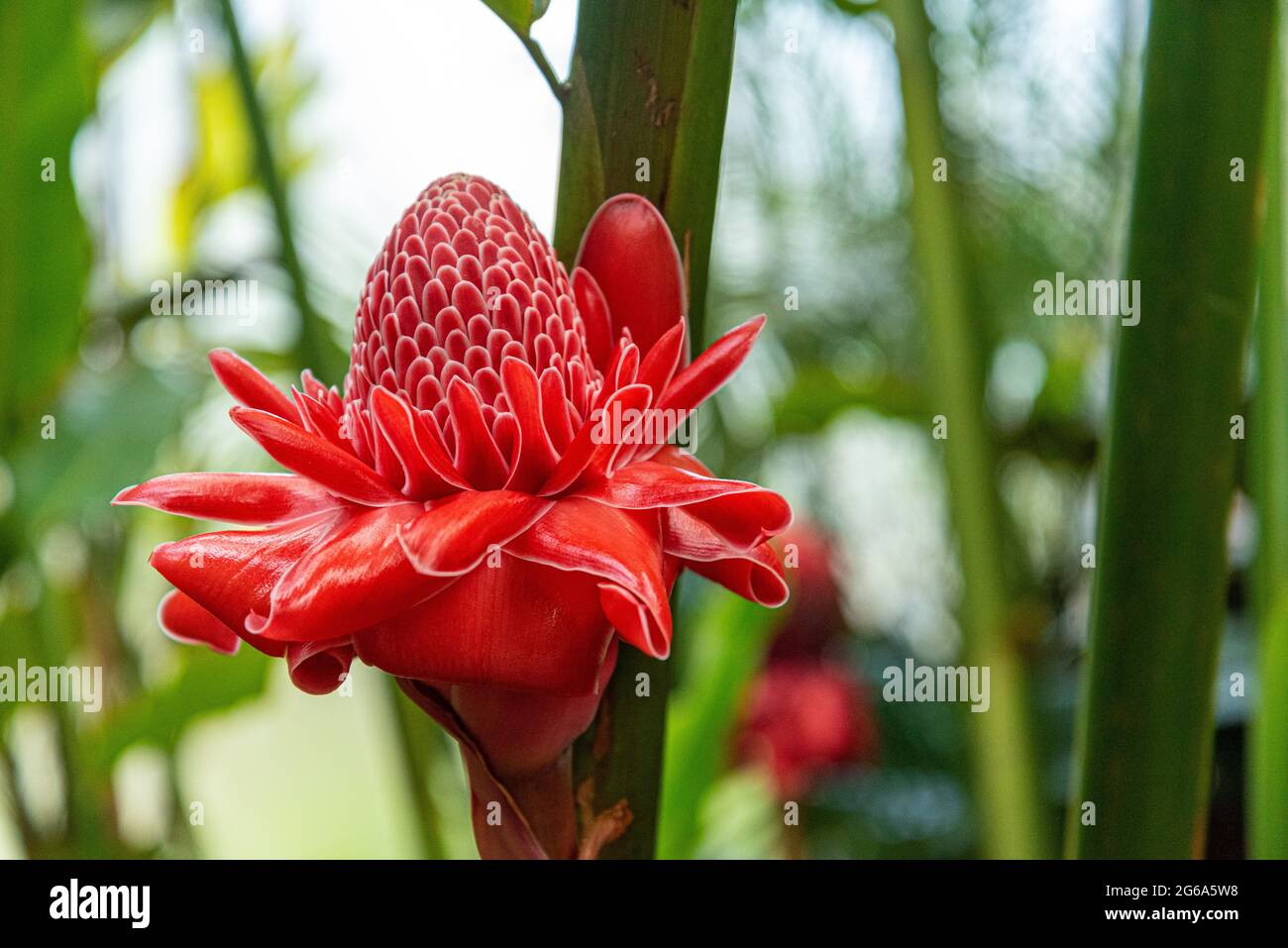 Belles fleurs au domaine Wintergards à Auckland, Nouvelle-Zélande Banque D'Images