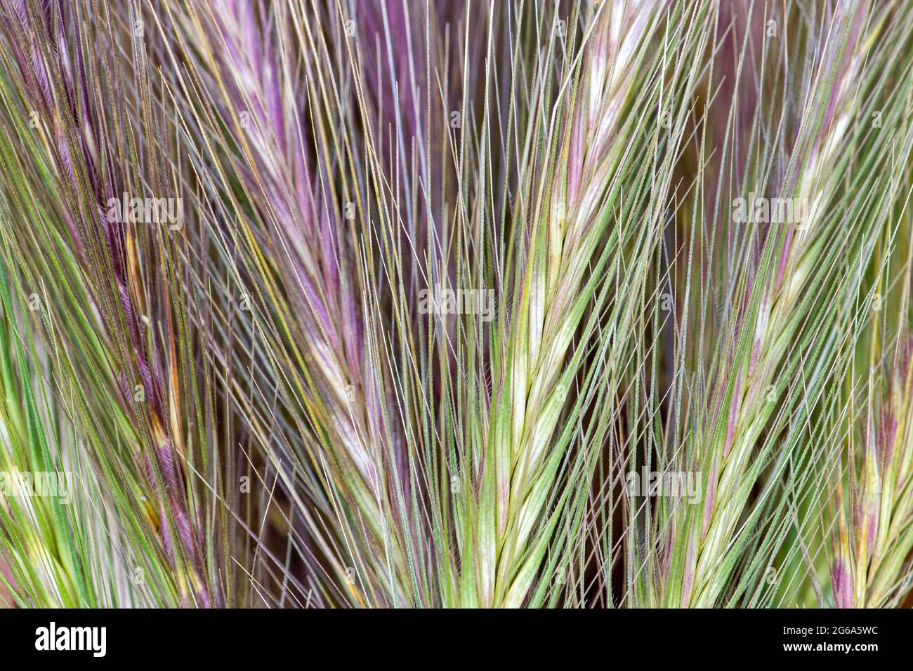 Orge murale hordeum murinum Banque D'Images