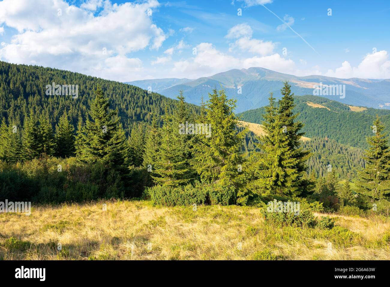 paysage de montagne idyllique dans la lumière du matin. arbres evergreen sur les collines abruptes. magnifique paysage d'été des carpates avec un paysage de nuages magnifique sur t Banque D'Images