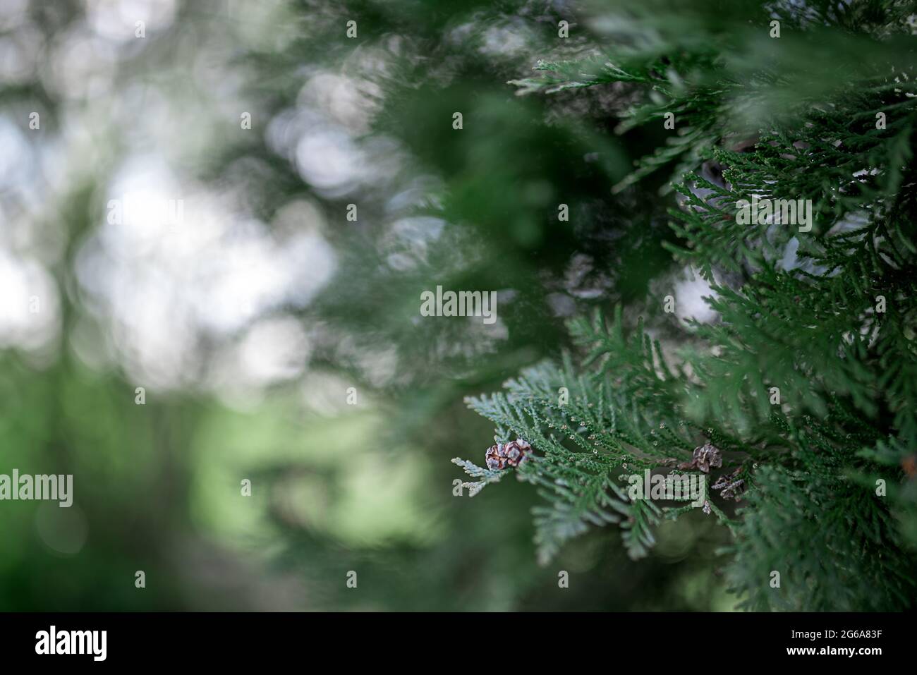 Haie verte des arbres de Thuja. Platycladus orientalis (également connu sous le nom de thuja chinois, arborvitae oriental, arborvitae chinois, biote ou thuja oriental) Banque D'Images