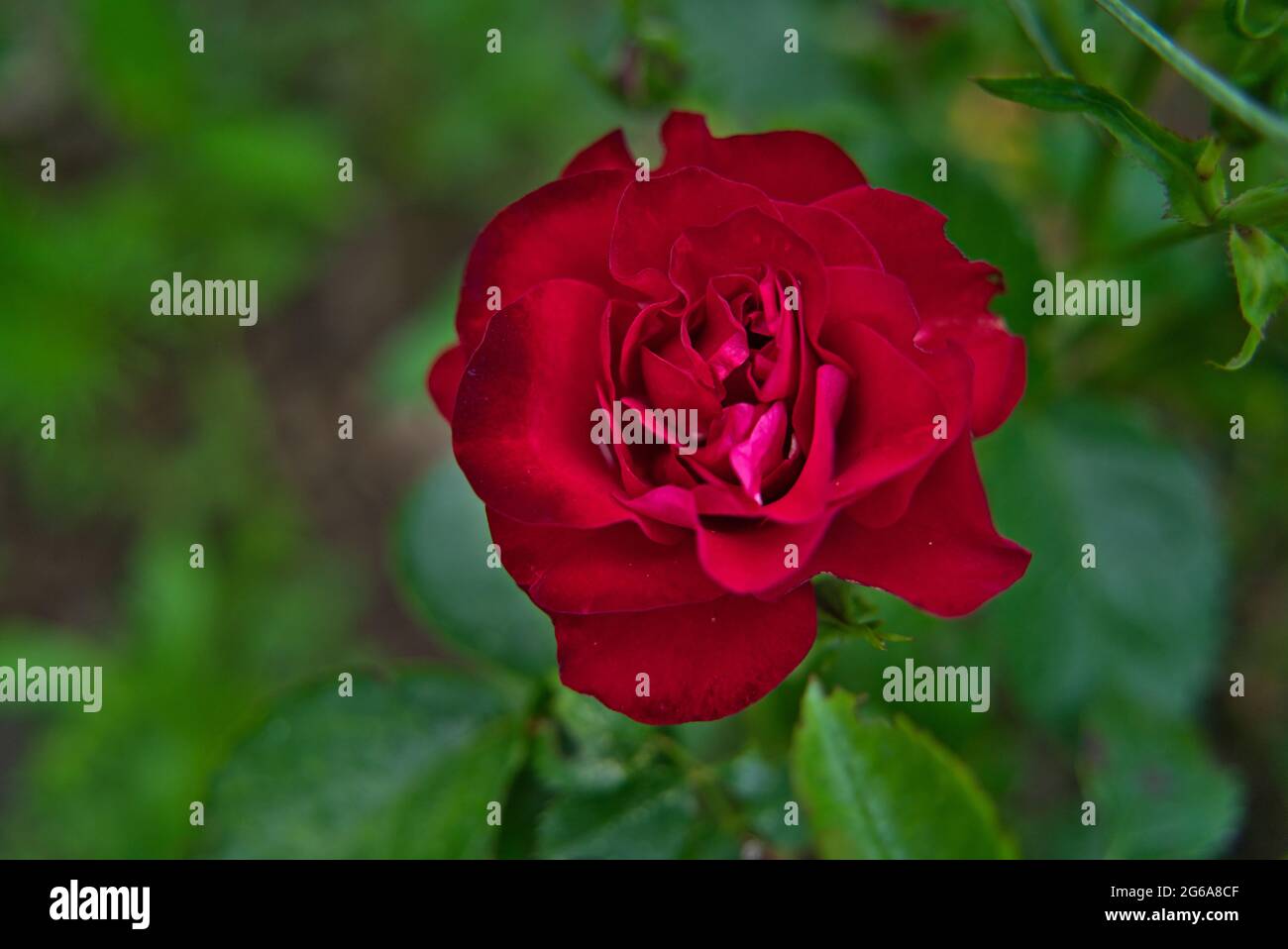 Rose rouge fleur qui s'épanouit dans le jardin de roses roses rouges sur fond de fleurs. Banque D'Images