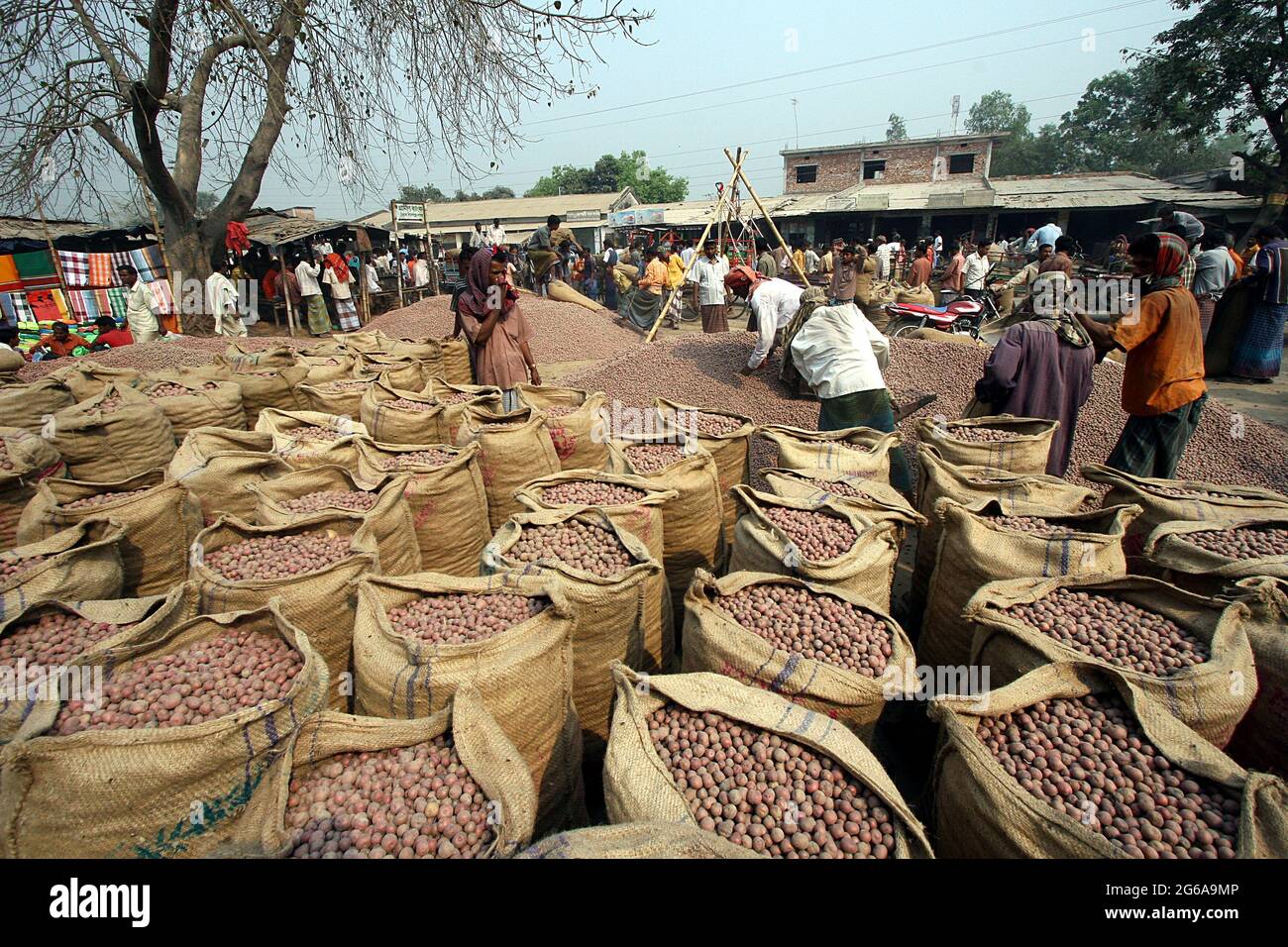 Bien que le quartier de Bogra est célèbre pour la pomme de terre, cette année le rendement n'est pas satisfaisant en raison du mauvais temps. Les pommes de terre ont été achetées pour 350 à 400 taka la monticule, environ 40 kilogrammes, l'année dernière qui a augmenté jusqu'à 550 à 600 taka avec la diminution des importations de pommes de terre cette année. Malgré les prix élevés, les concessionnaires achètent des pommes de terre pour les approvisionner. Bogra, Bangladesh. 19 mars 2009. Banque D'Images