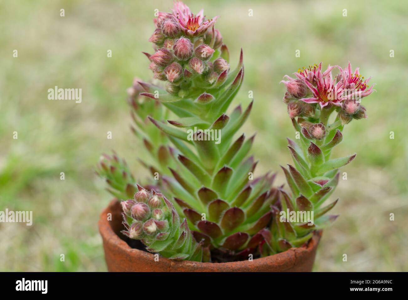 Houseleek, floraison de la plante de Sempervivum Banque D'Images