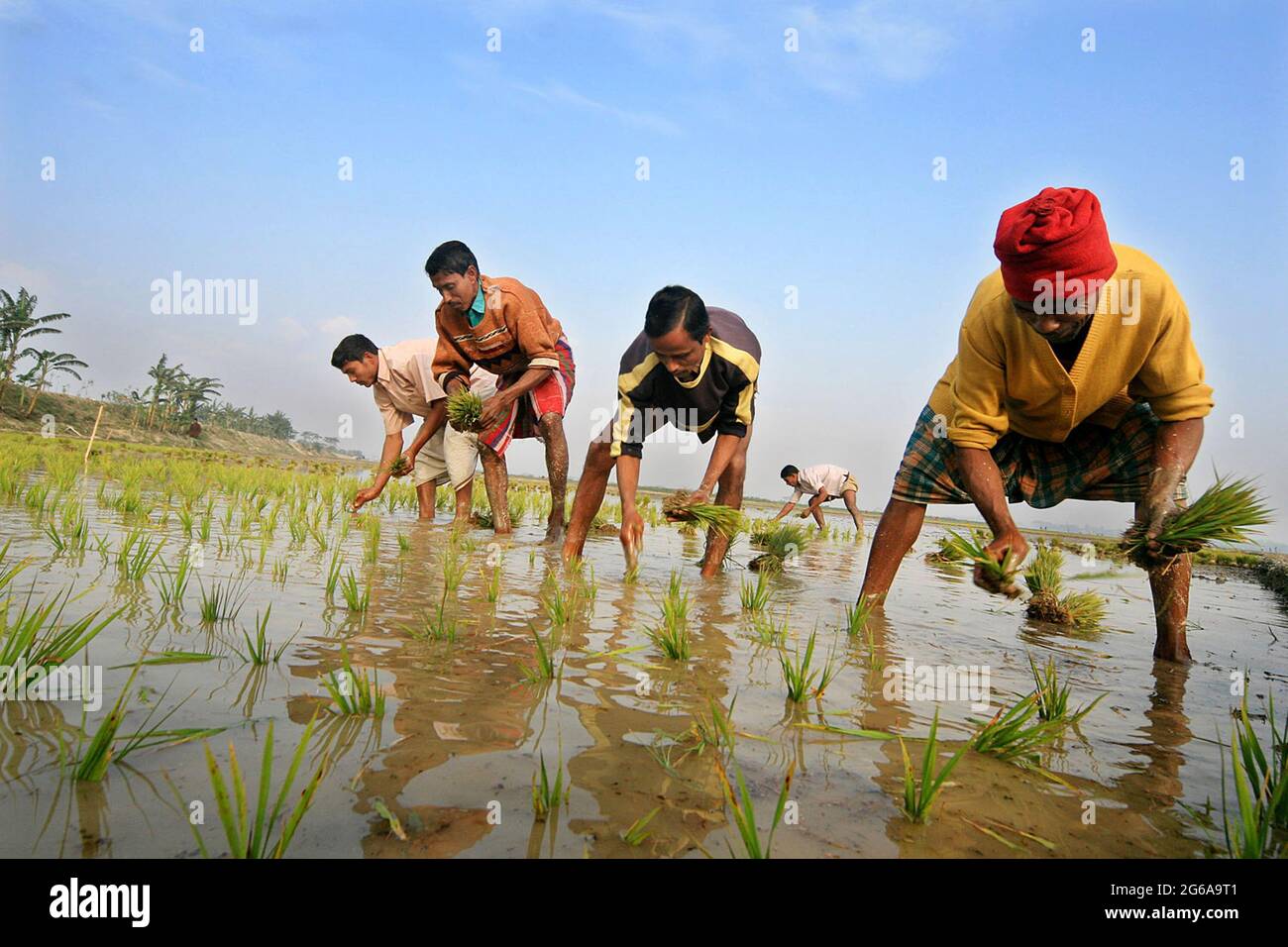 Les agriculteurs plantant des semences IRI-Boro, une variété bien connue de paddy. Les agriculteurs travaillent sur le terrain malgré le froid glacial dans le nord du Bangladesh pour récupérer les dommages causés par deux inondations l'année dernière. Bogra, Bangladesh. 30 janvier 2008. Banque D'Images