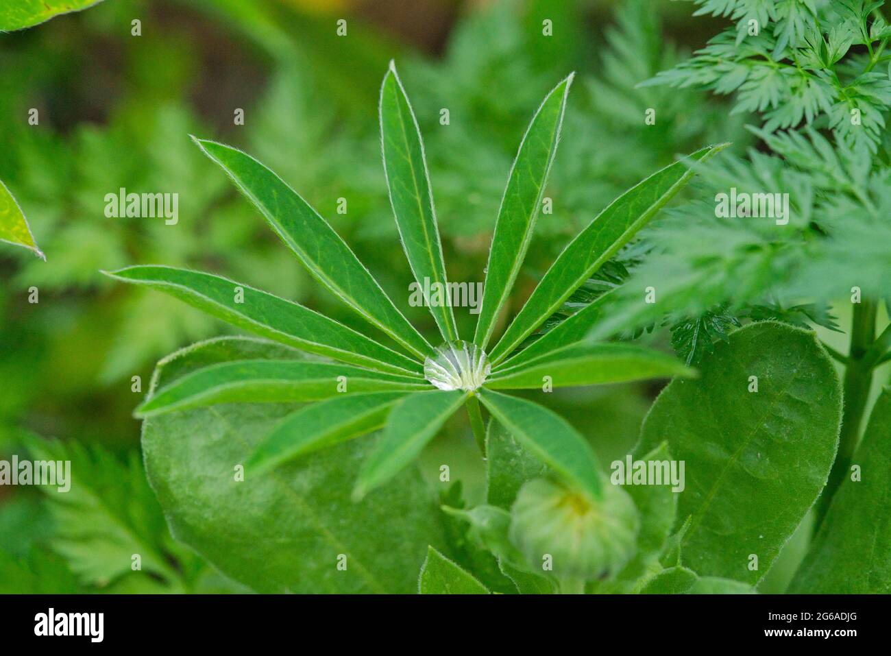 Gros plan d'une goutte de pluie sur les feuilles de lupin vertes Banque D'Images