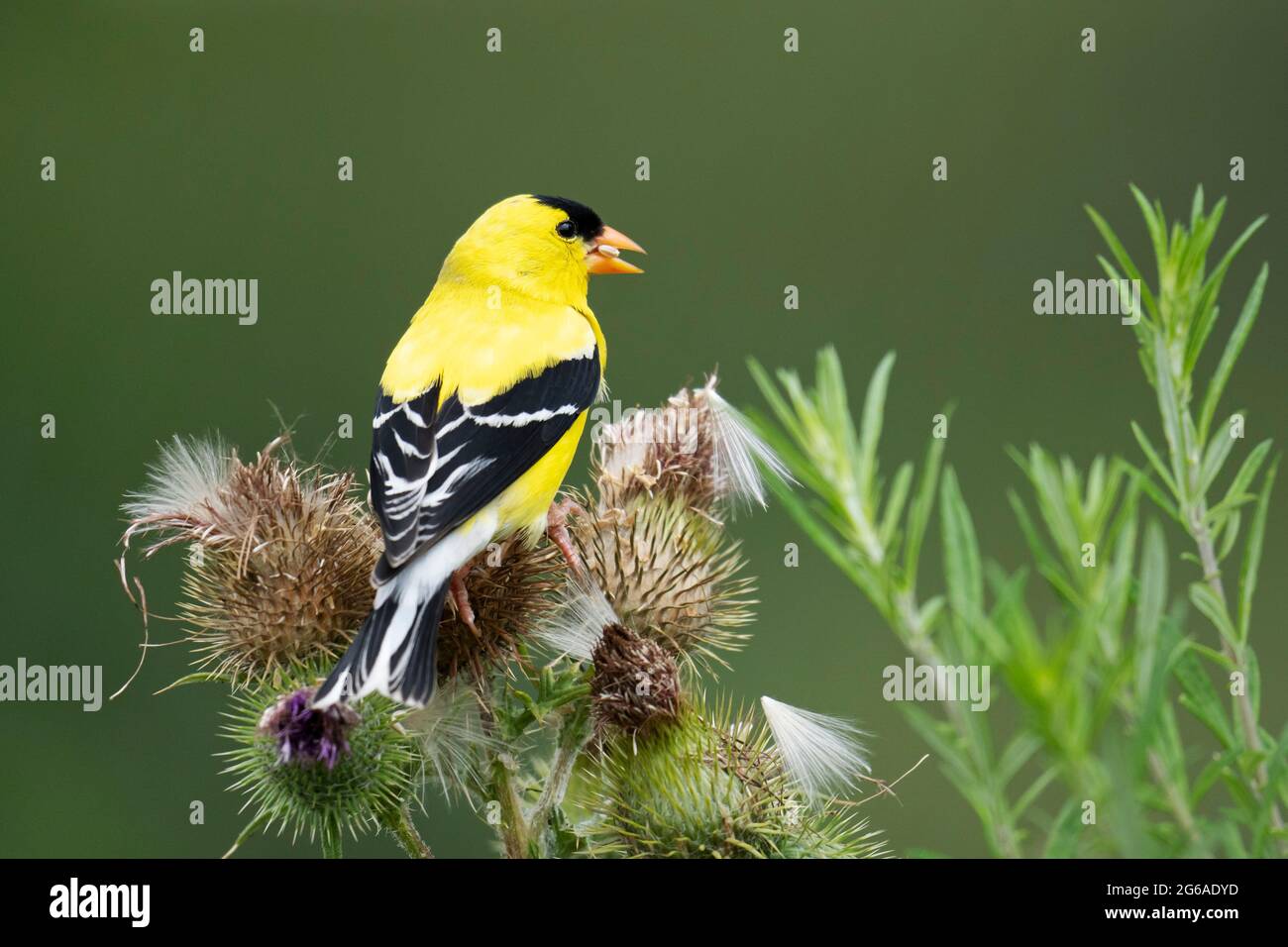 Goldfinch américain avec graine de Thistle dans le Beak (Spinus tristis), perchée sur le Thistle (Cirsium arvense) Banque D'Images