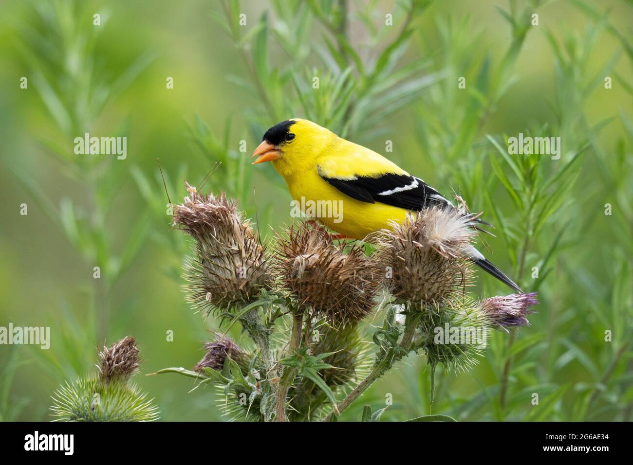 Goldfinch américain avec graine de Thistle dans le Beak (Spinus tristis), perchée sur le Thistle (Cirsium arvense) Banque D'Images