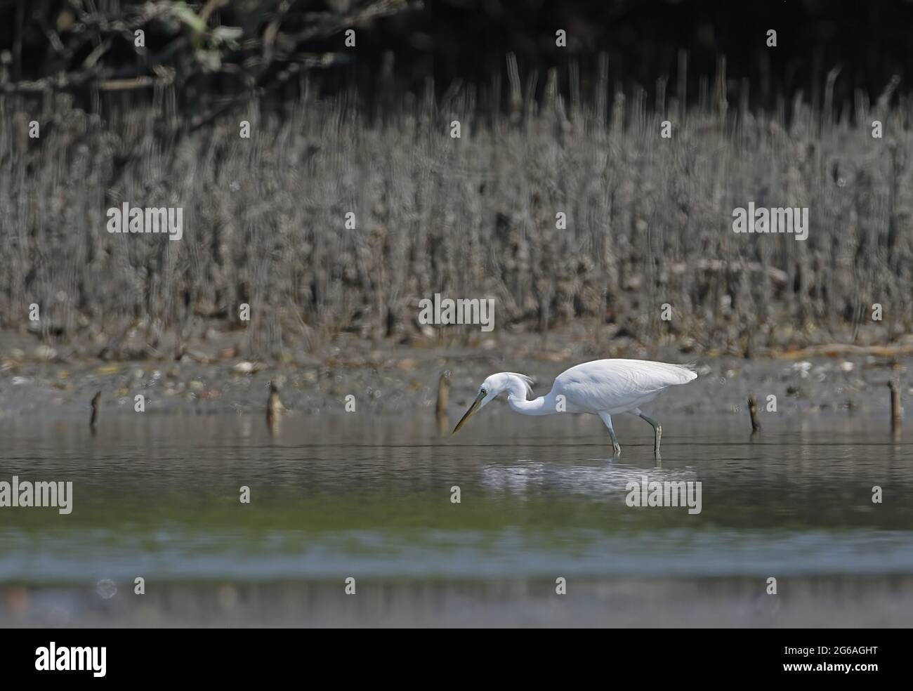 Pêche adulte à l'Egrette chinoise (Egretta eulophotes) dans la crique de mangrove en Thaïlande Février Banque D'Images