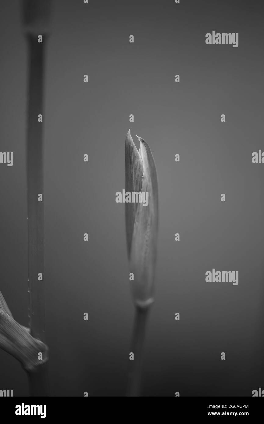 Nénuphars noir et blanc. Frontière de la rivière lima, nième du Portugal. Banque D'Images