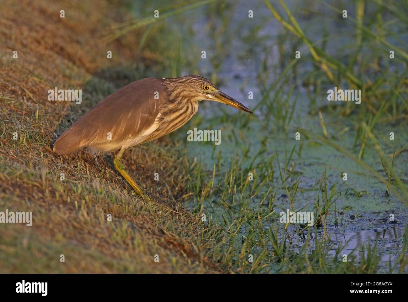Javana Pond-heron (Ardeola speciosa) oiseau de plumage d'hiver au bord du fossé de Thaïlande Février Banque D'Images