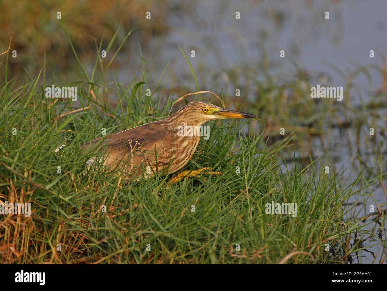 Javana Pond-heron (Ardeola speciosa) oiseau de plumage d'hiver au bord du fossé de Thaïlande Février Banque D'Images