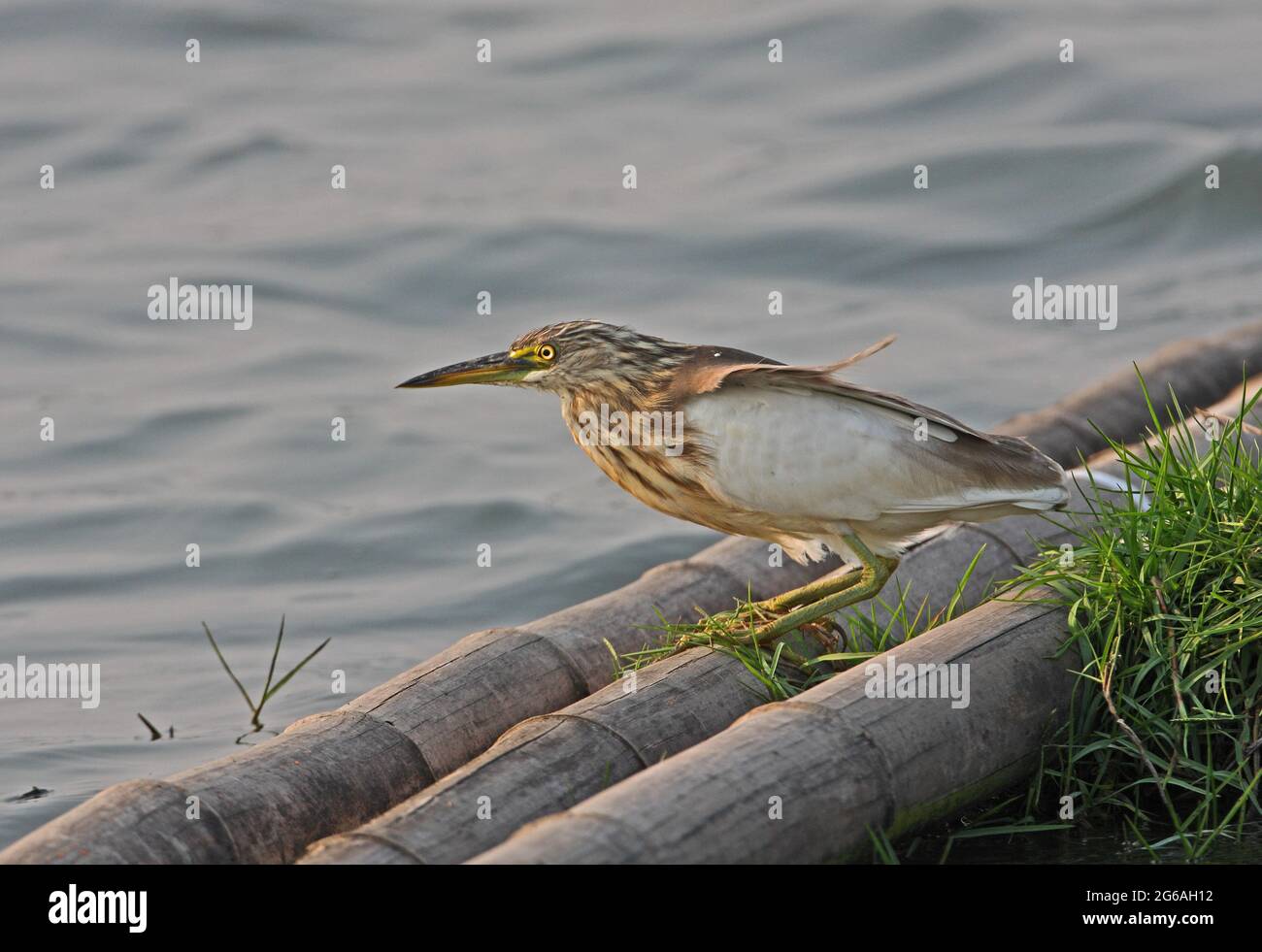 Javan Pond-heron (Ardeola speciosa), oiseau de plumage hivernal muant en plumage reproducteur se trouvant sur le ponton de bambou de Thaïlande Février Banque D'Images