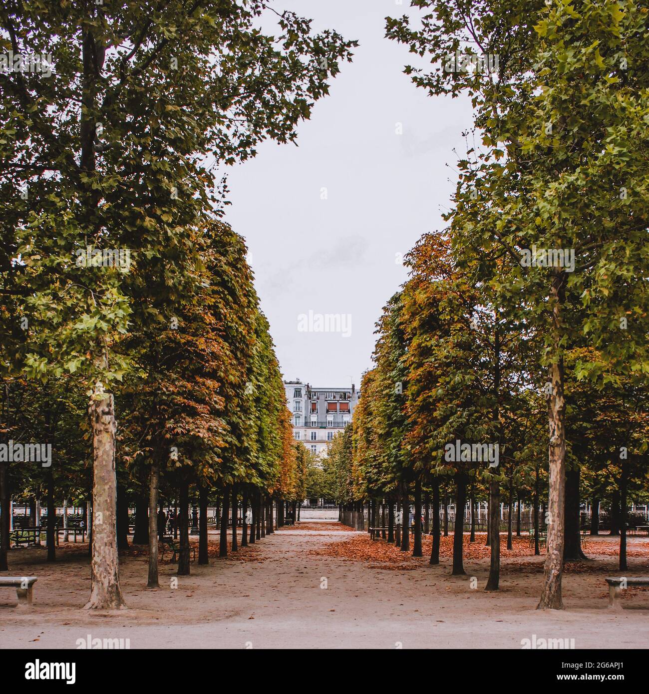 Arbres à Paris, France Banque D'Images