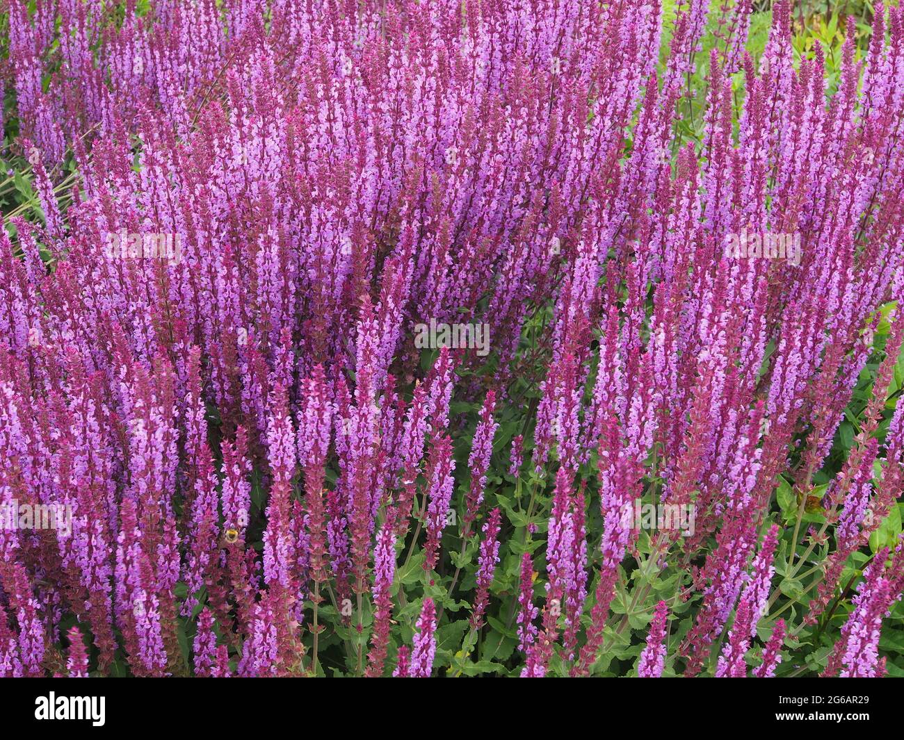 Une souche de Salvia Nemorosa Amethyst - nom commun Clary balkanique en pleine fleur en juillet. Banque D'Images