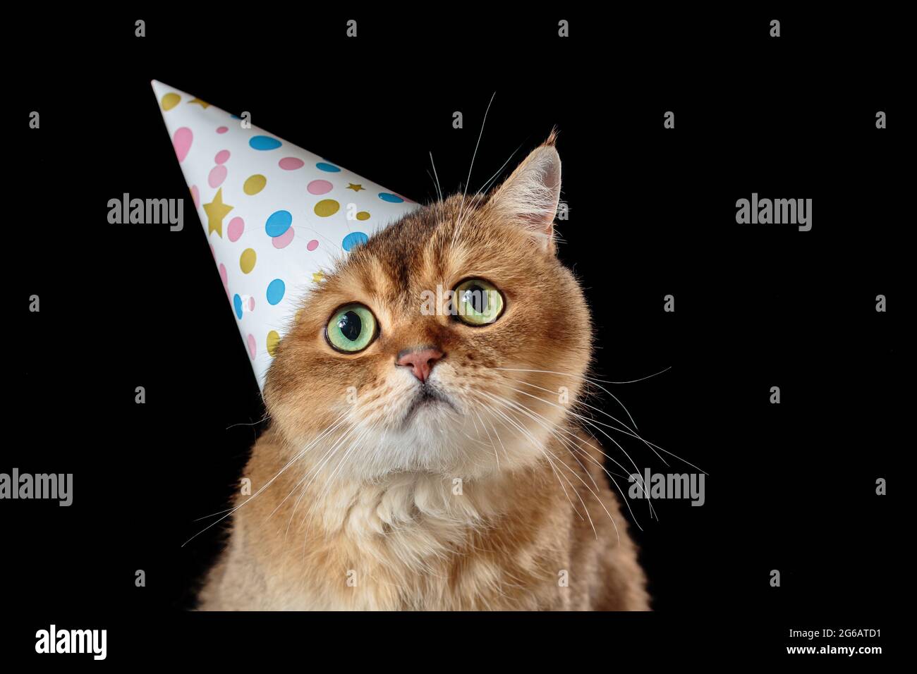 Triste chat pyrthair britannique dans un chapeau d'anniversaire isolé sur fond noir Banque D'Images