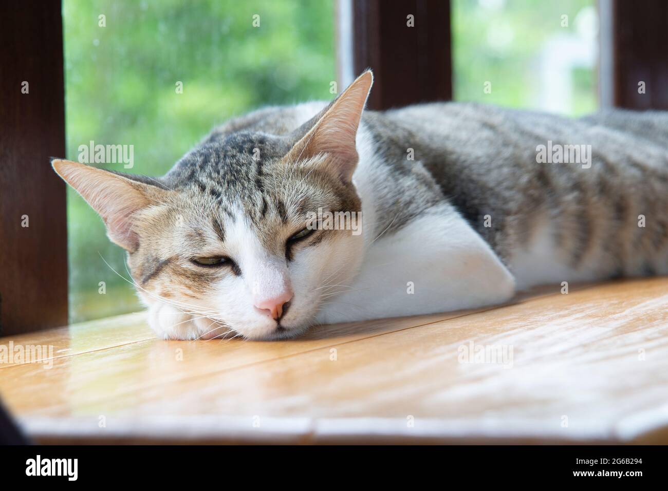 Un chat endormi s'est posé sur un comptoir en bois à côté des fenêtres dans la chambre. Banque D'Images