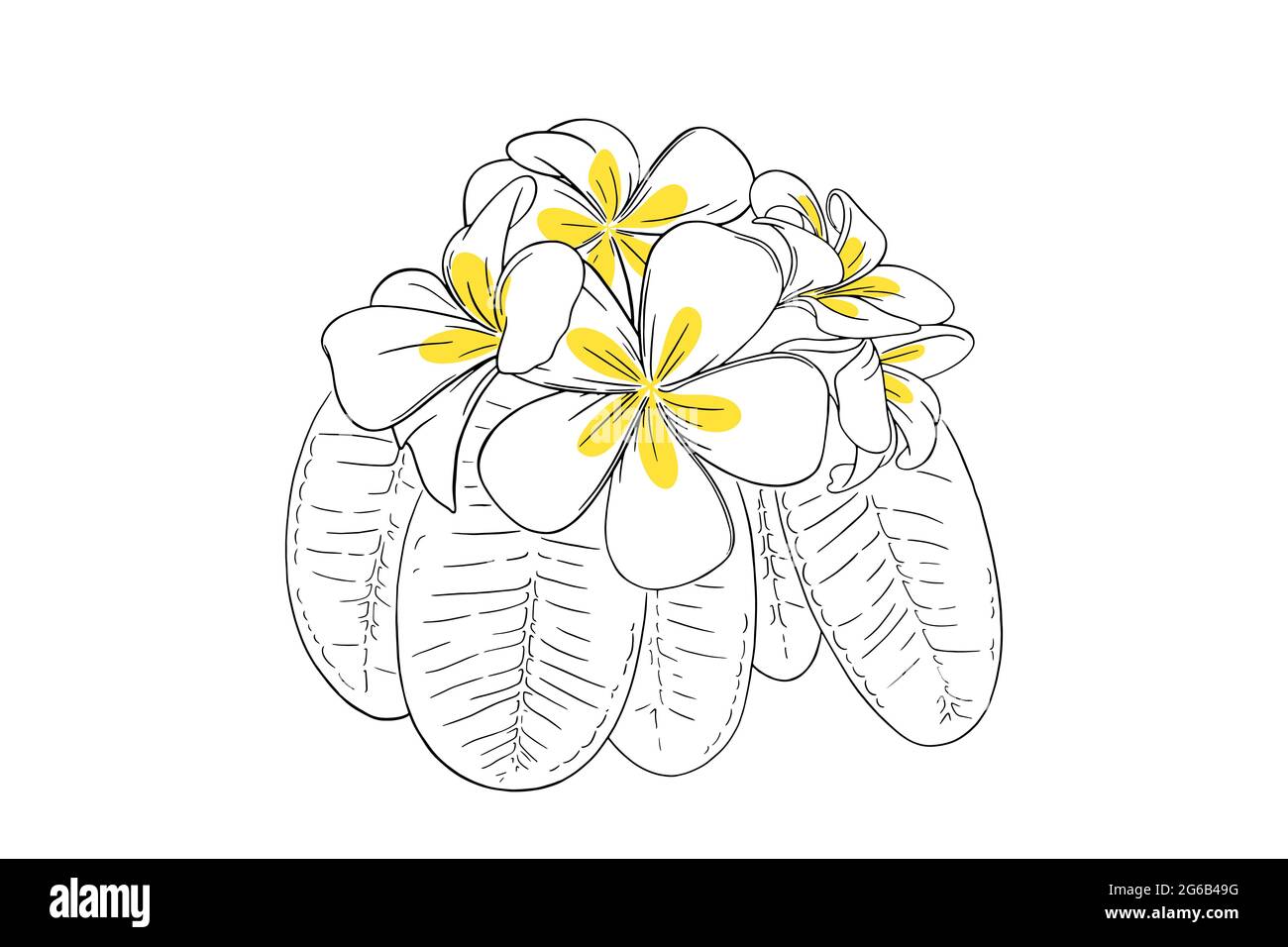 Fleur tropicale frangipani avec feuilles. Plumeria dessiné à la main isolée sur fond blanc. Illustration vectorielle Illustration de Vecteur