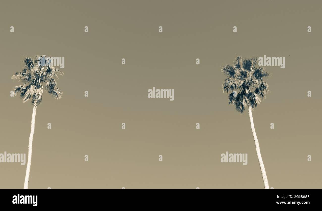 Les grands palmiers californiens à effet de fente contre le ciel bleu avec leurs longues troncs spindly projettent un ciel. Banque D'Images