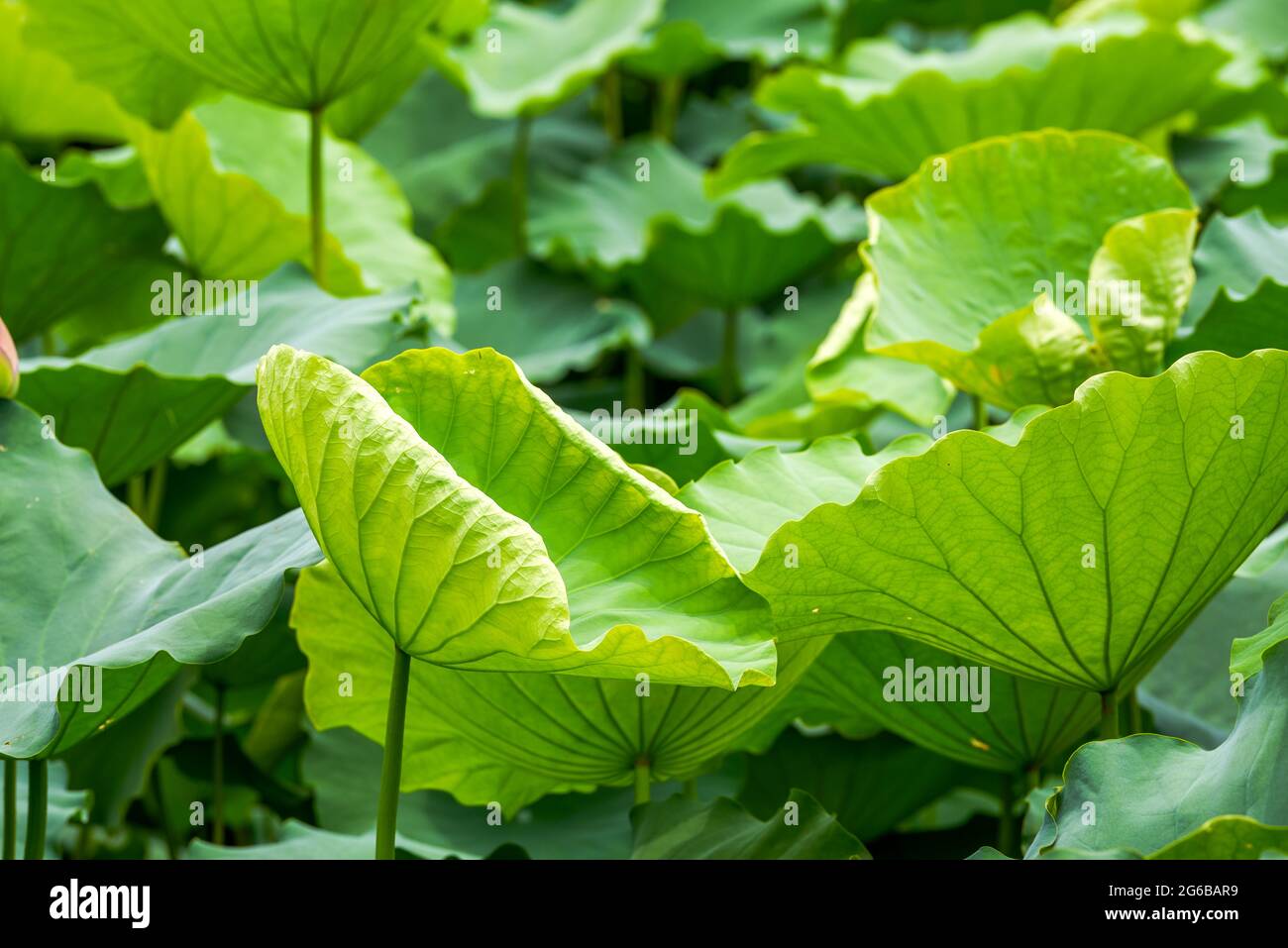 Gros plan d'une grande feuille de lotus dans l'étang Banque D'Images