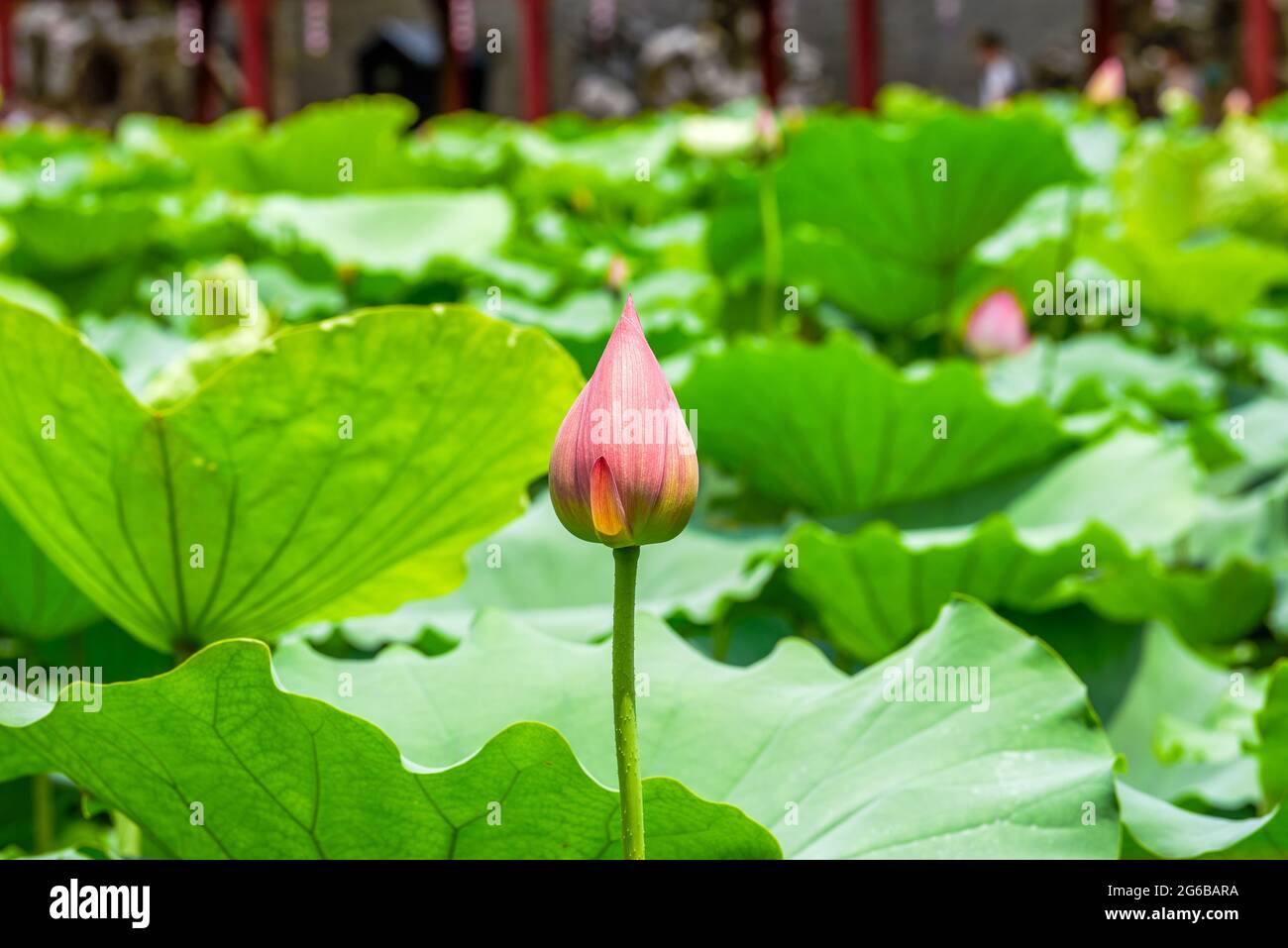 Gros plan d'un bourgeon de fleur de lotus qui est sur le point de fleurir, l'étang de lotus à feuilles de lotus Banque D'Images