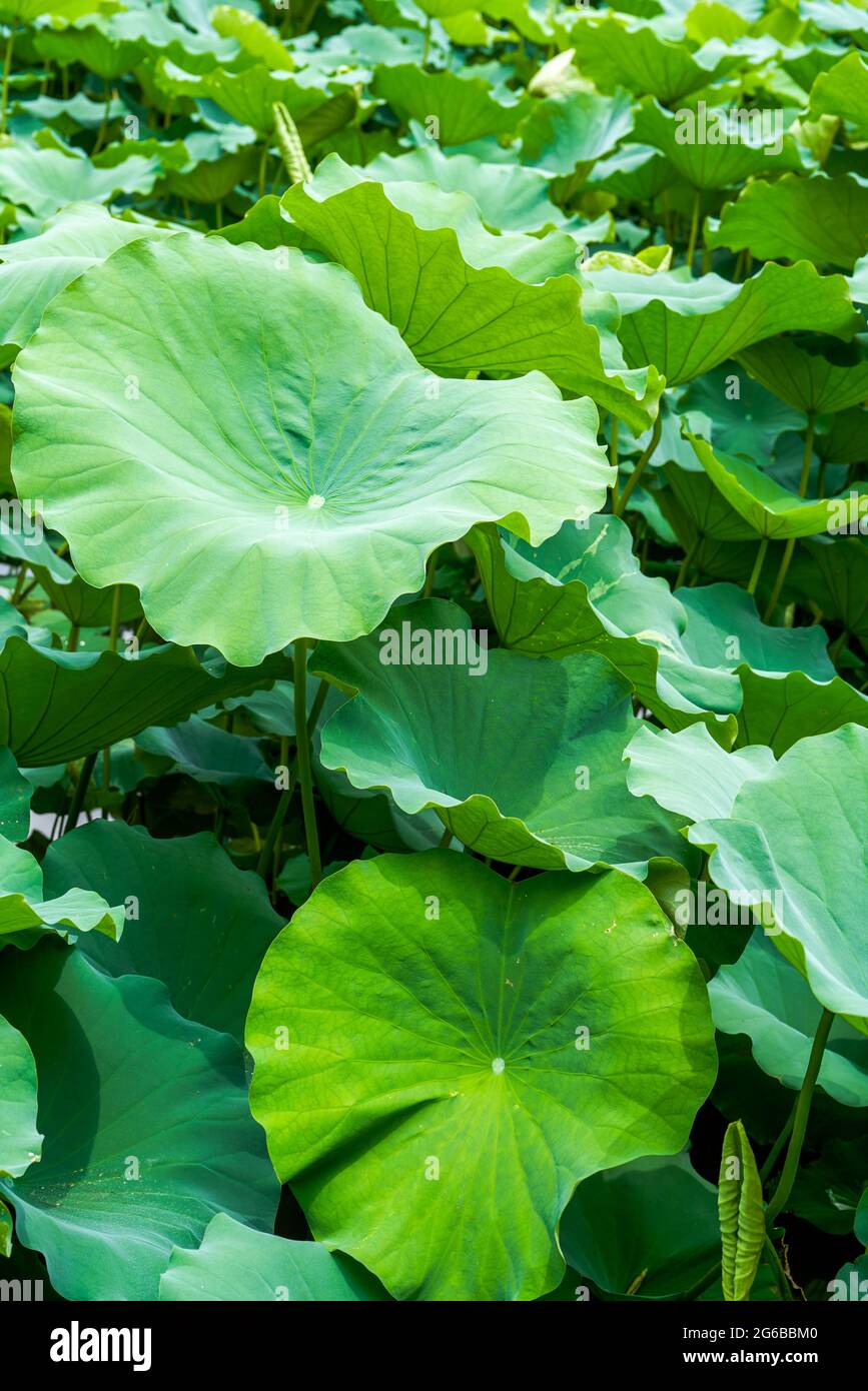 Gros plan d'une grande feuille de lotus dans l'étang Banque D'Images