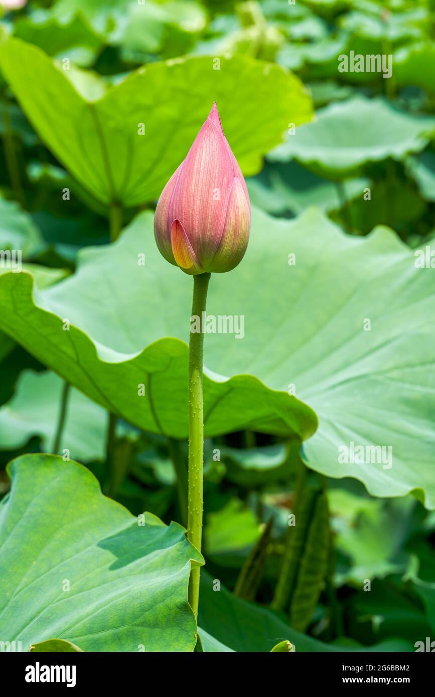 Gros plan d'un bourgeon de fleur de lotus qui est sur le point de fleurir, l'étang de lotus à feuilles de lotus Banque D'Images