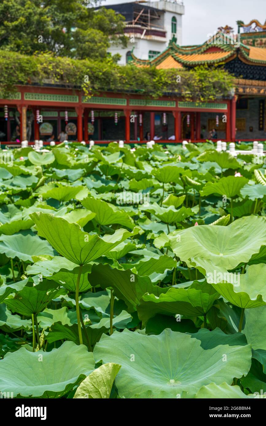Gros plan d'une grande feuille de lotus dans l'étang Banque D'Images