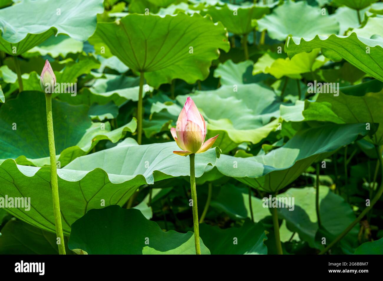 Gros plan d'un bourgeon de fleur de lotus qui est sur le point de fleurir, l'étang de lotus à feuilles de lotus Banque D'Images