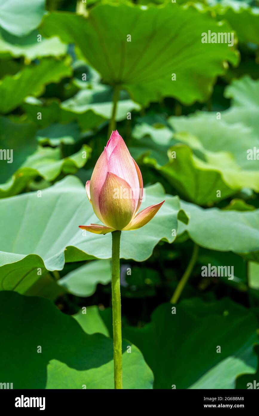 Gros plan d'un bourgeon de fleur de lotus qui est sur le point de fleurir, l'étang de lotus à feuilles de lotus Banque D'Images