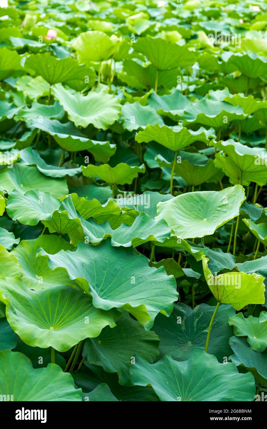 Gros plan d'une grande feuille de lotus dans l'étang Banque D'Images