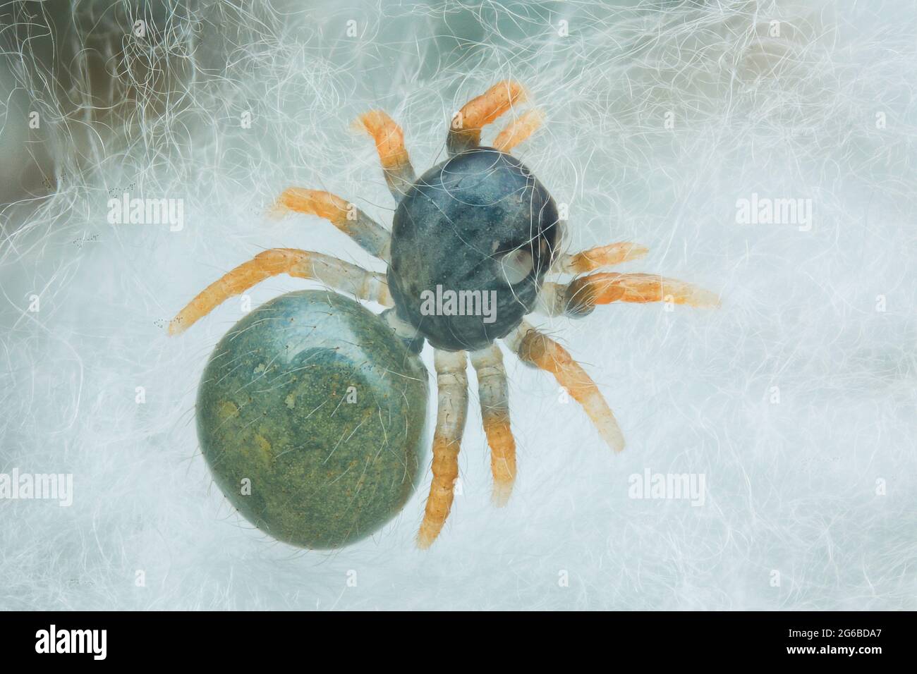 Vue aérienne d'une araignée sautant sur une toile d'araignée, Indonésie Banque D'Images