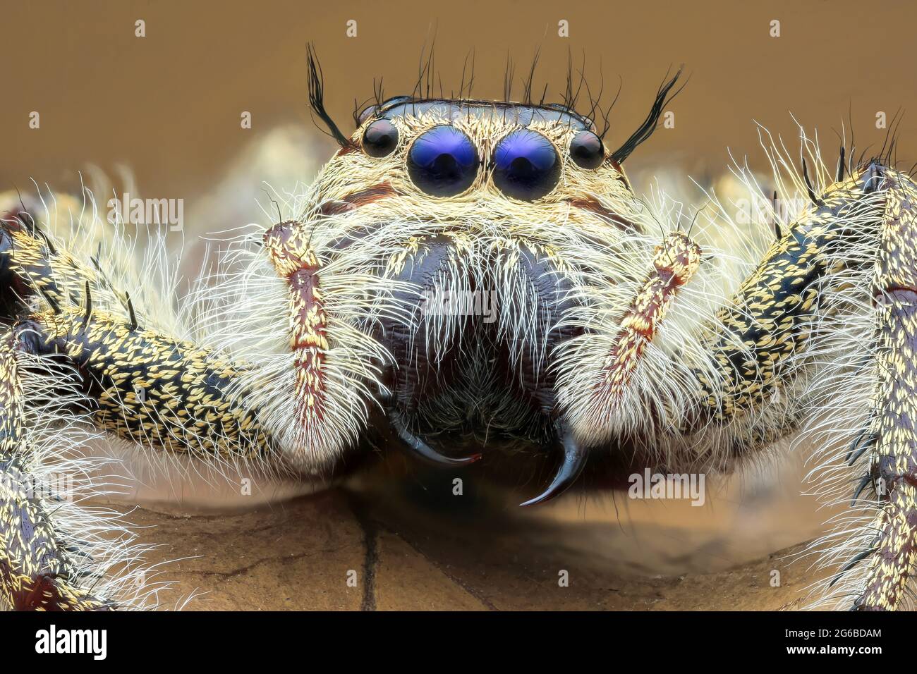 Close-up d'une araignée sauteuse sur une feuille, l'Indonésie Banque D'Images