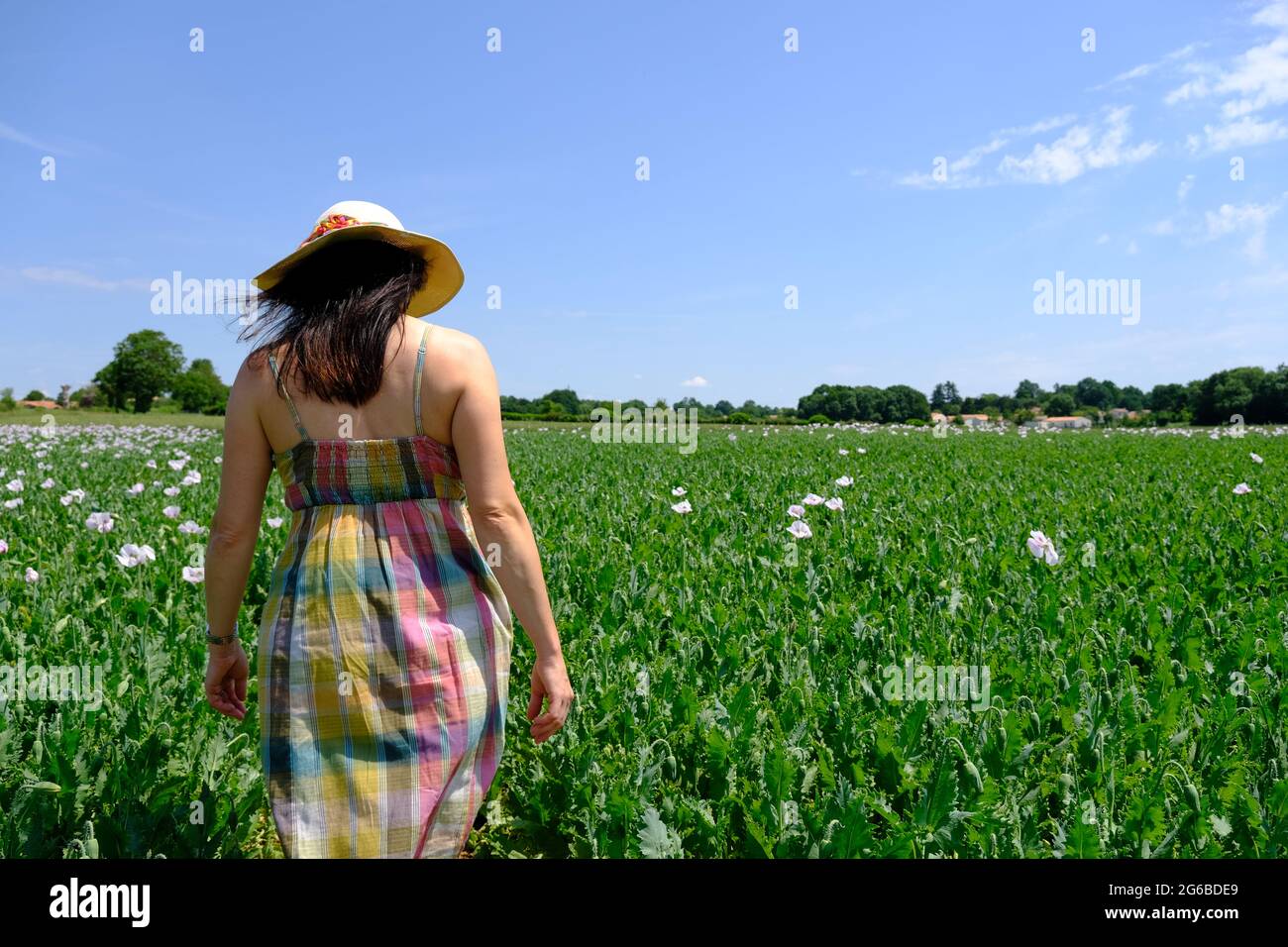 Vue arrière d'une femme marchant dans un champ de pavot en été, France Banque D'Images