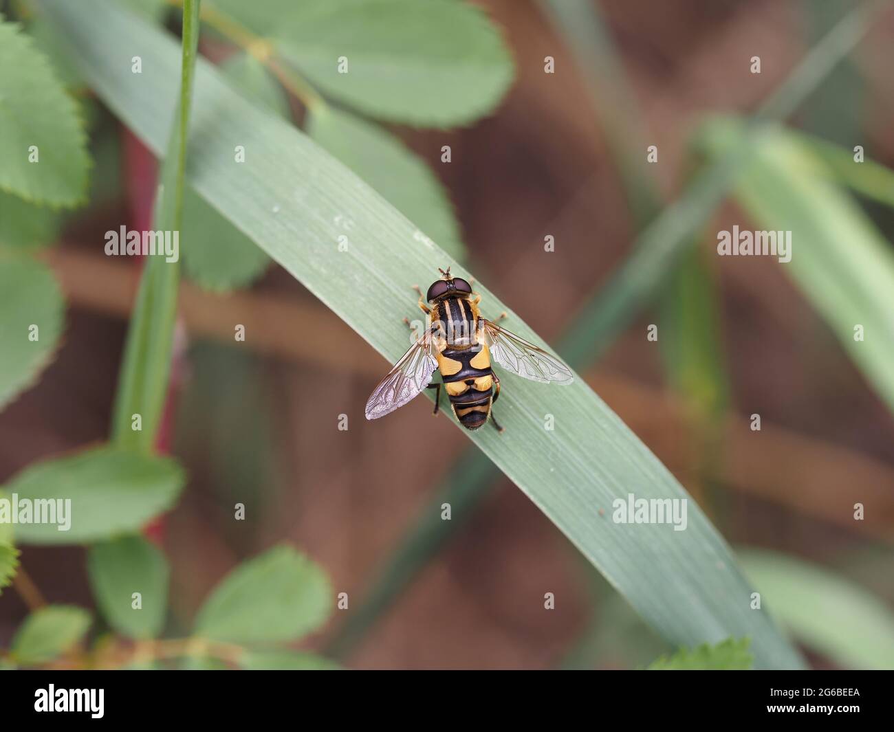 Helophilus fasciatus planque sur une lame d'herbe Banque D'Images