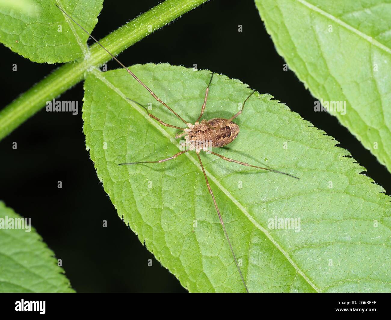 Rilaena triangularis ou arachnide harvestman semblable sur une feuille Banque D'Images