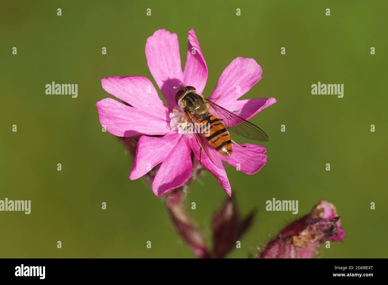 Mouche marmelade femelle (Episyrphus balteatus), planèfle familial (Syrphidae) sur une fleur de campion rouge, mouche rouge (Silene dioica), Banque D'Images