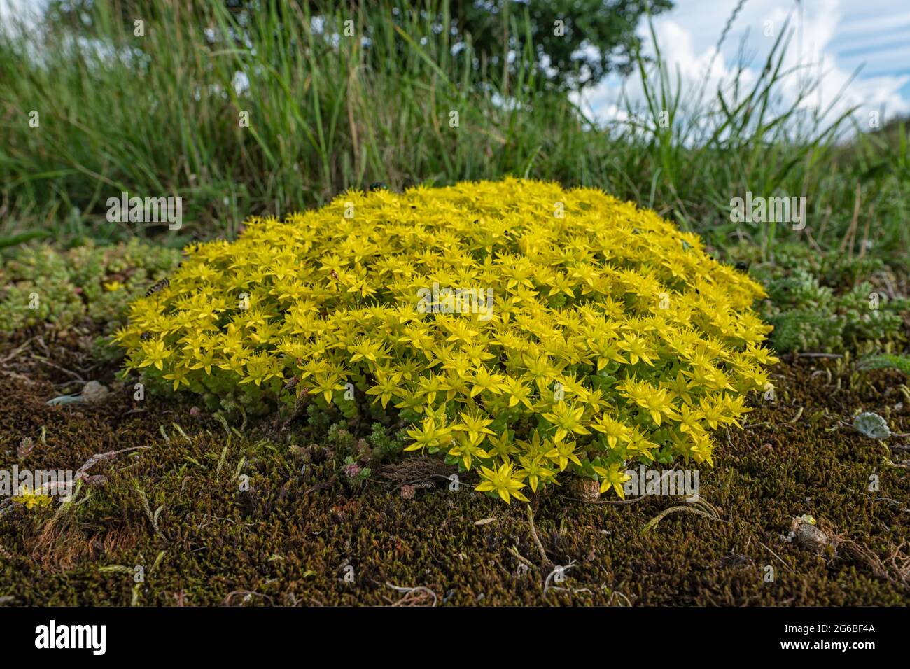 Une bande de Bright Yellow Sedum (Stonecrop) qui pousse au bord d'une piste d'atterrissage de Norfolk Airfield. Banque D'Images