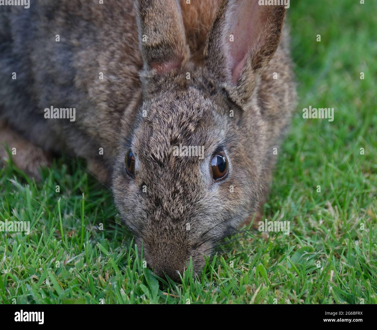 Les lapins sont des petits mammifères dans la famille Leporidés de l'ordre des lagomorphes. Banque D'Images