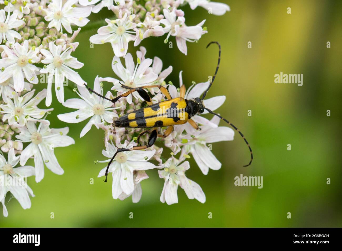 Rutpela maculata, le coléoptère de longhorn tacheté, également appelé coléoptère de longhorn noir et jaune, pendant l'été dans le Hampshire, au Royaume-Uni Banque D'Images