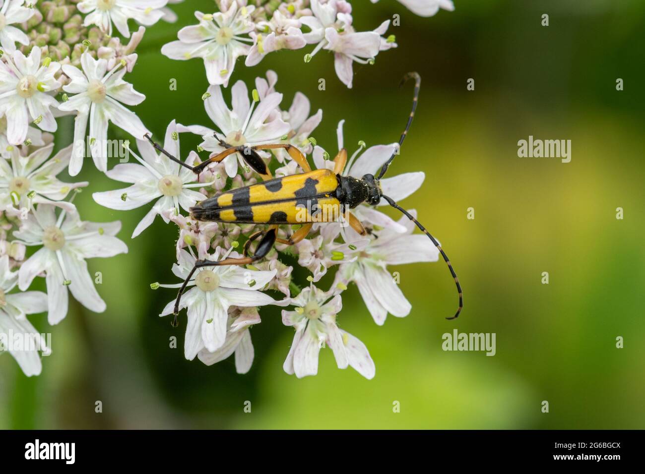Rutpela maculata, le coléoptère de longhorn tacheté, également appelé coléoptère de longhorn noir et jaune, pendant l'été dans le Hampshire, au Royaume-Uni Banque D'Images