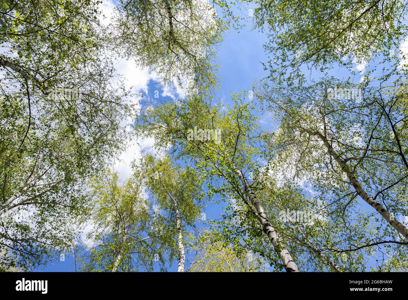 Vue du bas vers le haut de la belle végétation luxuriante forêt de bouleau  vert cime d'arbres et de soleil coloré brillant à travers. Bleu ciel clair  Photo Stock - Alamy