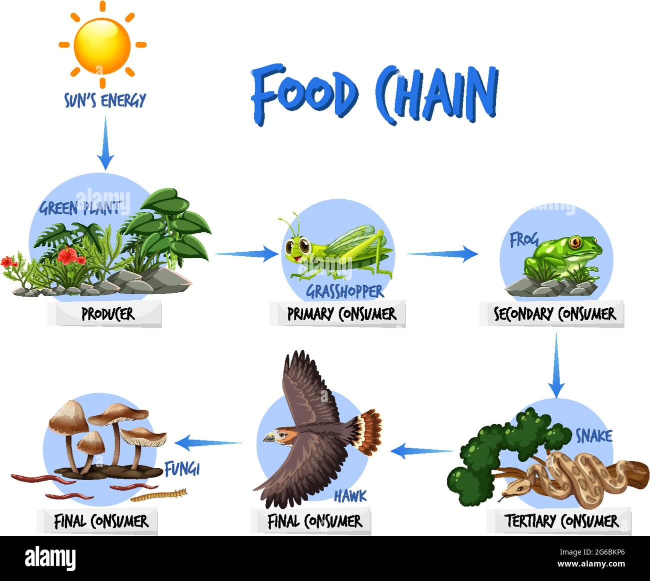 Schéma de la chaîne alimentaire Illustration de Vecteur