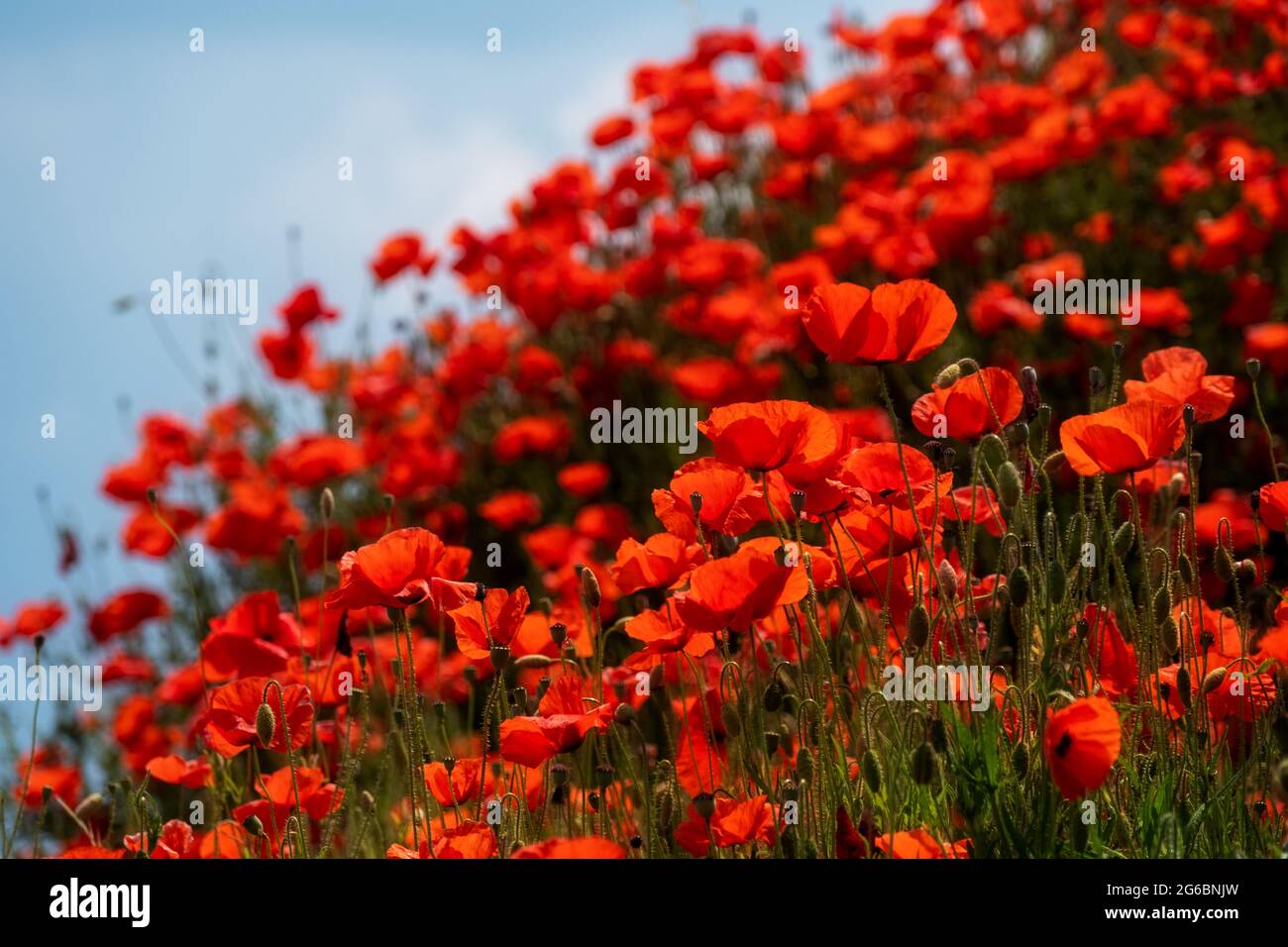de nombreux coquelicots rouges sur une colline en pente sous un ciel bleu d'été Banque D'Images