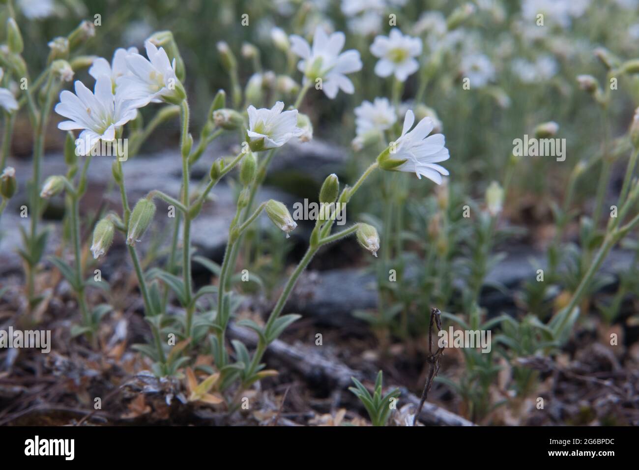 Gros plan sur les fleurs blanches de la mauvaise herbe à oreilles de souris, également connue sous le nom de Starweed Banque D'Images