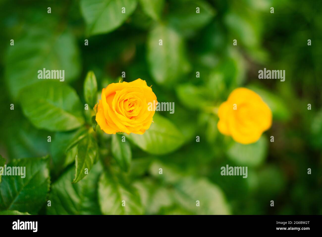 fleurs de rose jaune dans le jardin d'été Banque D'Images