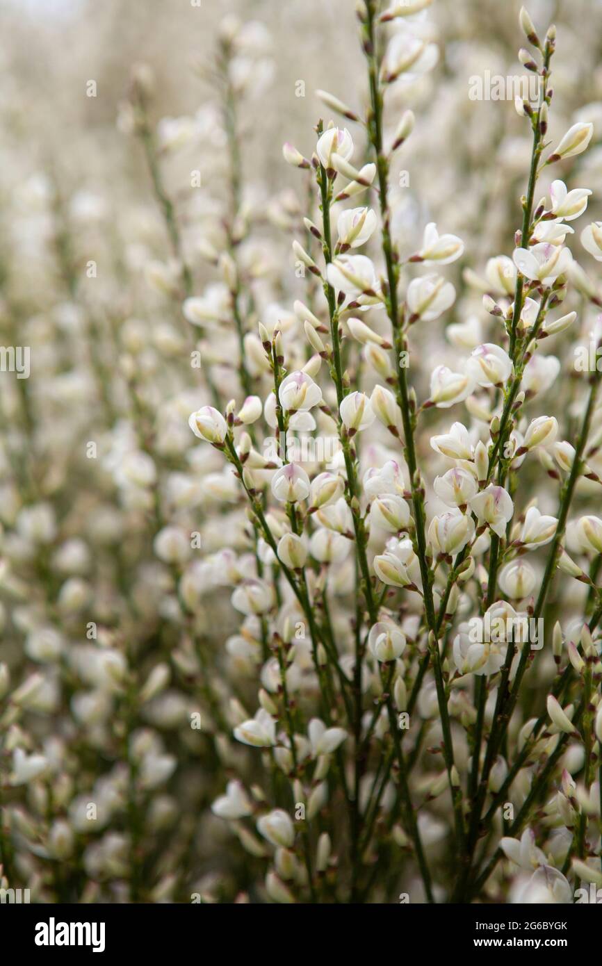White Spanish Broom (Cytisus Albus) en pleine floraison à la fin du  printemps Photo Stock - Alamy